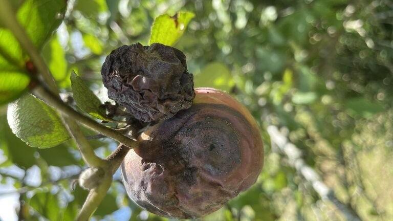 Fall help for fruit trees that had issues over summer